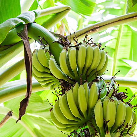 Bananeregimeclose
