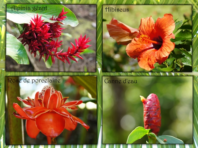 La flore de Martinique