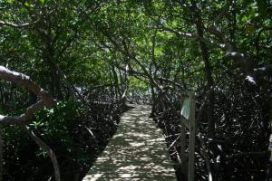 Mangrove presqu ile de la caravelle